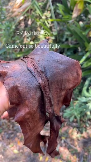 Second eel skin I’ve bark tanned & I’m so in love with the leather. It’s so strong! And just wildly beautiful & weird, just like eels. This eel was caught during one of many night eel missions on the Deua river during Simon’s last ancestral movement camp @ancestralmovement The eel flow always encapsulates every fibre of my being, they are such ancient primordial creatures that science has not been able to “figure out” and being able to witness them is something else. They have sooo many mysterie