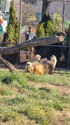 And with that, the 2025 season has come to an end 🐾 What's been your favorite memory at Lincoln Park Zoo this year? | Lincoln Park Zoo