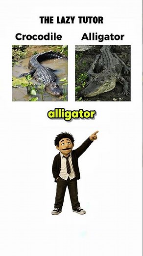 Cave vs Cavern? Crocodile vs Alligator? Myth vs Legend? 🤯 Learn the difference! #shorts