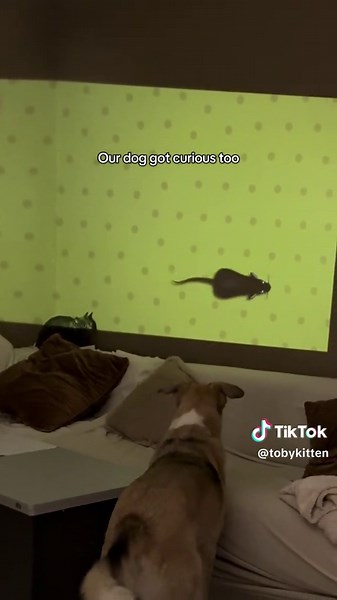 Toby's Playtime Adventure with Digital Toys