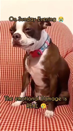 POV: Weekend Ends in 2 Seconds 😭 #shorts #meme #weekend #yt #viral #relatable #school