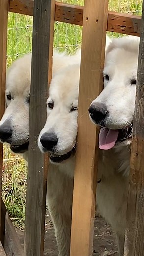 Meet our wonderful guardian dogs! An animal Sanctuary is always prone to predators. In the last 15 years we have lost so many beloved animals to raccoons, coyotes, cougars and bobcats. Before we got the guardian dogs we lost numerous cats, ducks, peacocks, chickens and even a baby horse. As the mare was having her baby in the pasture ( she was not due for another month so we did not have her in a stall yet) a pack of coyotes, came and dragged the baby with the placenta right after it was born to