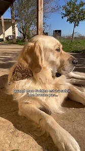 Le chien de Chuck Norris 😌 | Bandabalou