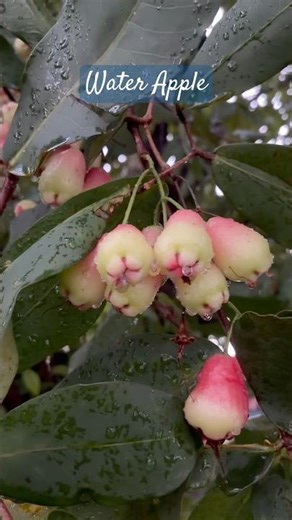 Water apple wax apple java bell wax jambu #fruit #naturelovers #naturephotography #naturelovers