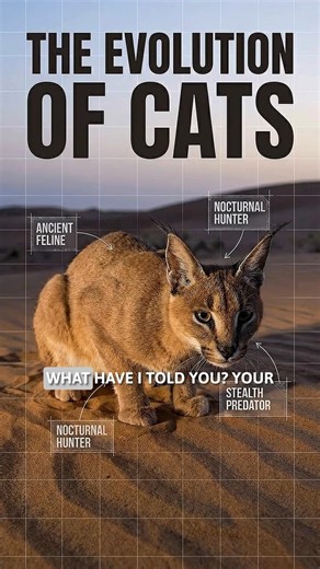 The Evolution of Cats #cat #cats #kitten #kittens #evolution