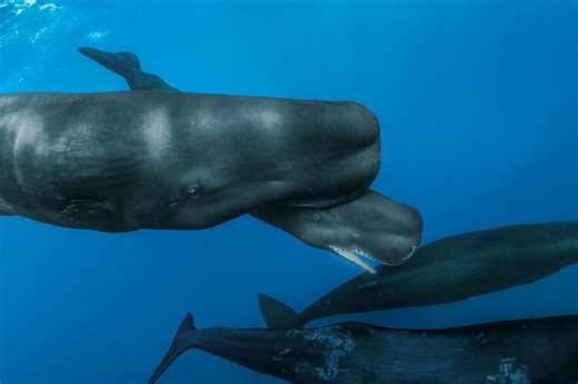 A sperm whale is born — rare footage reveals social care during the most vulnerable moments of life