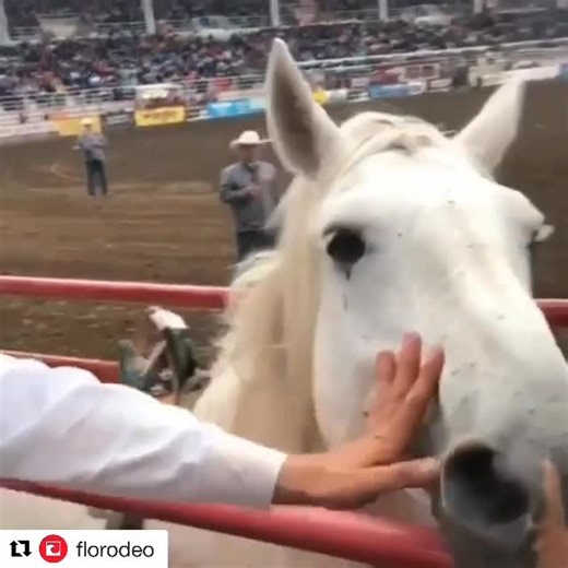 Bronc Riding Nation on Instagram: "EDITOR'S NOTES on VIRGIL — We all watched Virgil's very last strut in front of adoring fans on December 13, 2025 during the Wrangler National Finals storied 10th Round. We stood, we applauded him and his talented, honorable connections who took him out while he was on top, my eyes welled up with tears. It was good THEN came the keyboard weirdos. Let's set the record straight. 1 - He retired as the reigning world champion saddle bronc, 100% sound at 18 years old