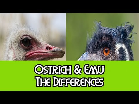 Ostrich & Emu - The Differences