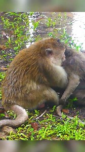 Monkey Magic on Reels