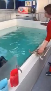 1.4M views · 45K reactions | El Robot de Linneo on Reels | Facebook