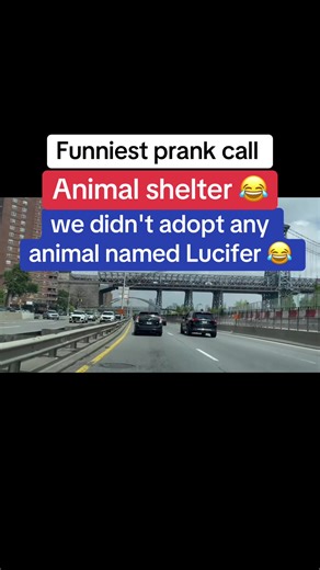 Animal shelter 😂 #prankcall #cat #shelter #possum #funny