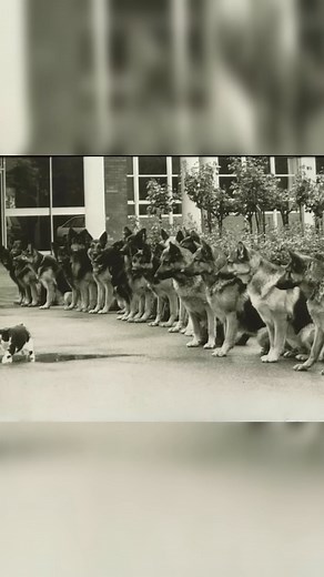 6.1K views · 173 reactions | Rare photos | Part 73 #rare #historical #photos | Rarely Captured | Facebook