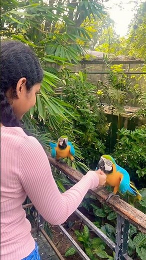Lovely Macaws#animals#birds#nature#naturelovers#cute#foryou😍❤️