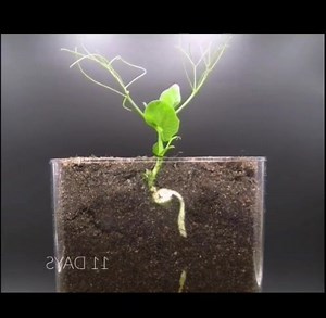 4.6M views · 61K reactions | La vida, simplemente increíble  | Kali Papalote | Facebook