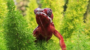 Download Chameleon panther lizard for free