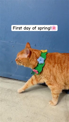 Happy first day of spring 🌸 to all the DIY crochet flower collar wearing cats out there. #crochet