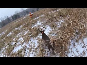 Pheasant. Flush and retrieve. Lab. Go Pro footage