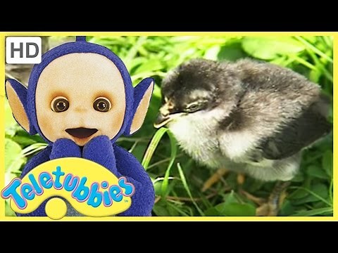 Teletubbies English Episodes - Chicks ★ Full Episode 228 | US