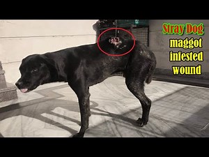 The stray dog, His back was covered with maggot infested wound