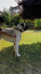 1.2M views · 24K reactions | World Biggest Kangal / Anatolian Shepherd Dog #gigantic #dog #fyp | Birol Başyiğit | Facebook