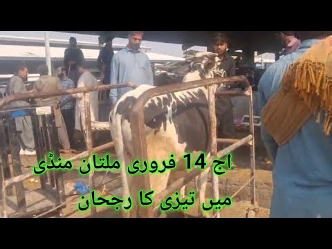 Multan mandi update 14. 2. 026 purchasing at canda in multan and luden mandi