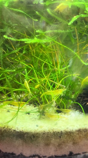 How many shrimps do you got? ALOT #fyp #underwater #disney