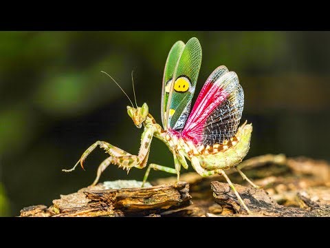 The World's Most Successful Animals Are Not What You Think... | PLANET INSECT | 4K