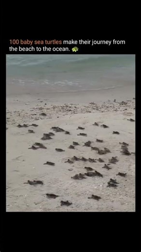 100 baby sea turtles make their journey from the beach to the ocean.🌊