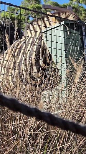 🦓"The Beautiful Zebra – Nature’s Living Pattern”