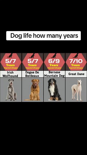 Understanding the Lifespan of Dogs: Average Dog Life Span and More