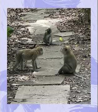 Singapore Wild Monkeys & Fort Canning Park