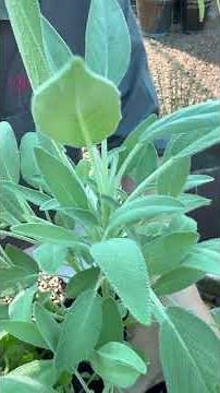 Herbs that actually grow (even for beginners)