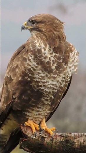 THE CALL OF THE BUZZARD | THIS IS A WILD BIRD