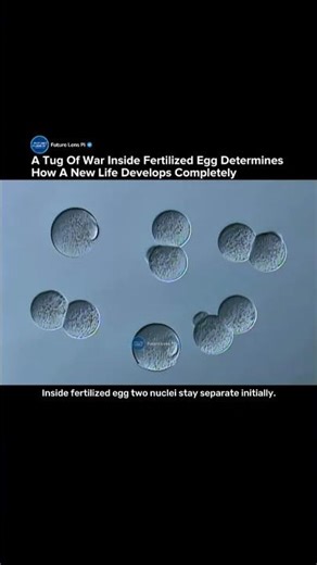 Inside the First Battle of Life: Why Fertilized Eggs Keep Nuclei Separate #fertility #genetics