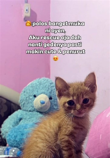 Kucing Baik-Baik di TikTok: Kisah Menarik Sinkronisasi