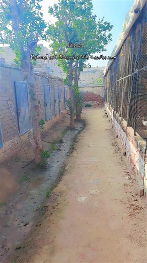 Discover Silver Pied Peacock Farm in Rahim Yar Khan