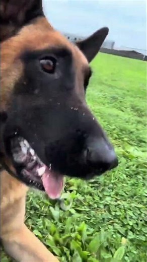 Dog's Epic Cold Weather Training: Twirls and Rolls! #shorts