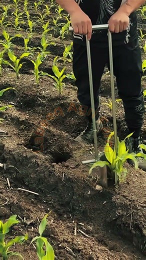 Efficient Manual Corn Transplanting with a Specialized Tool 🌽🌱✨
