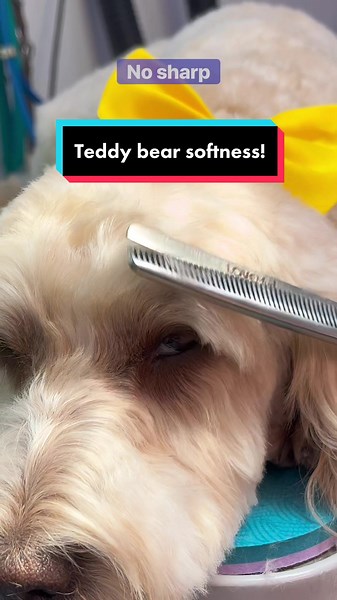 How to Achieve Soft Teddy Bear Heads with Dog Grooming Tips