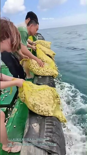 海への贈り物：農家が花螺を海に放つ、生態系を守る伝統の技