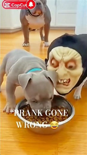 “This Food Bowl Scared My Dog 😂🐕 #shortfeed #funny