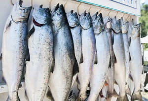 Teenager Breaks 43-Year-Old Record And Catches Largest King Salmon Ever Landed In The Great Lakes