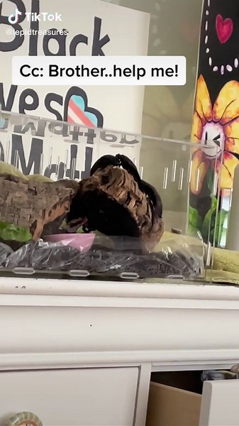 Hissing Roaches Fighting: A Fascinating Sight