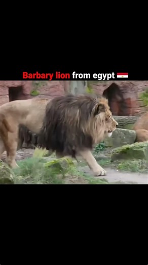 Lion subspecies form different countries #viral #youtube #shorts #video