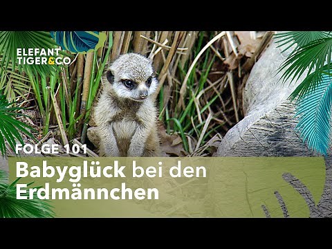 Königskinder der Erdmännchen des Zoo Leipzig (Folge 101) | Elefant, Tiger & Co. | MDR