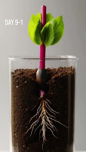 Amazing Bean Germination Time-Lapse | Seed to Seedling..