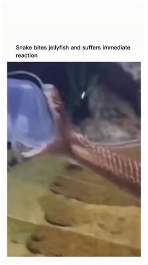 REELS PRO 777 | When biting the jellyfish, the snake came into direct contact with the cnidocytes, specialized cells found in the animal’s tentacles. These... | Instagram