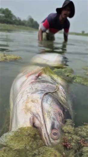 Hunting a Super Big Tona Fish