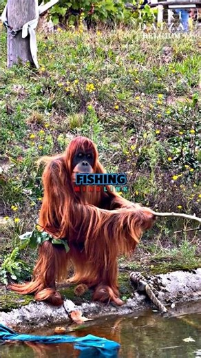 🐵Joe Rogna on the Spearfishing Orangutan🎣