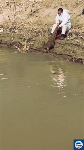 🌊 Catching Fish with Net in Flowing River #fishing #shortsvideo #riverfishing 🙂🐟🌿